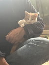 Alfie