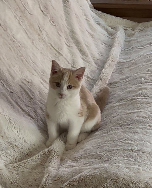 Alfie