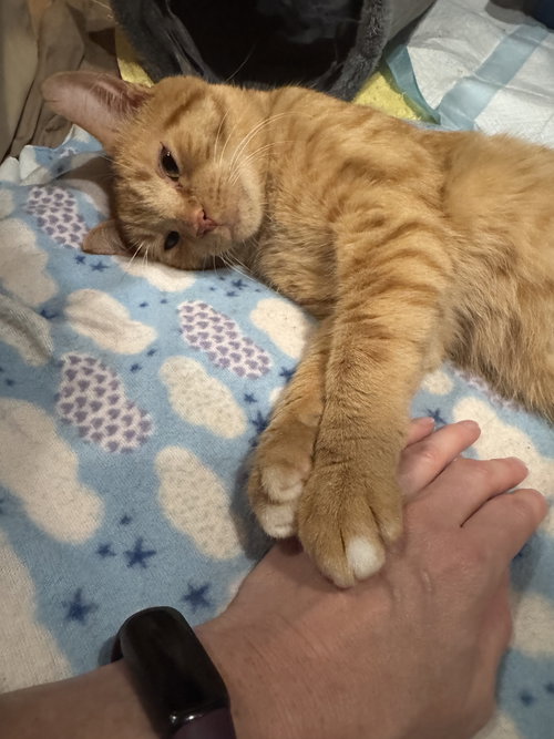 Oskar