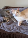 Ashur (must be adopted with Louden)