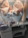 Ashur (must be adopted with Louden)