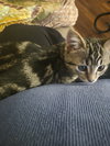 Charzan