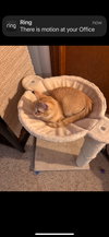 Alvin (must be adopted with Simonn)