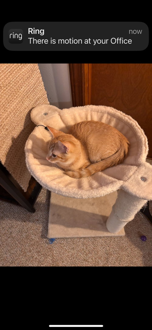 Alvin (must be adopted with Simonn)