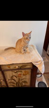Alvin (must be adopted with Simonn)