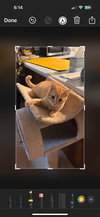 Alvin (must be adopted with Simonn)