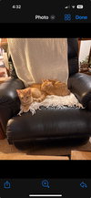Simonn (must be adopted with Alvin)