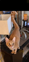 Simonn (must be adopted with Alvin)