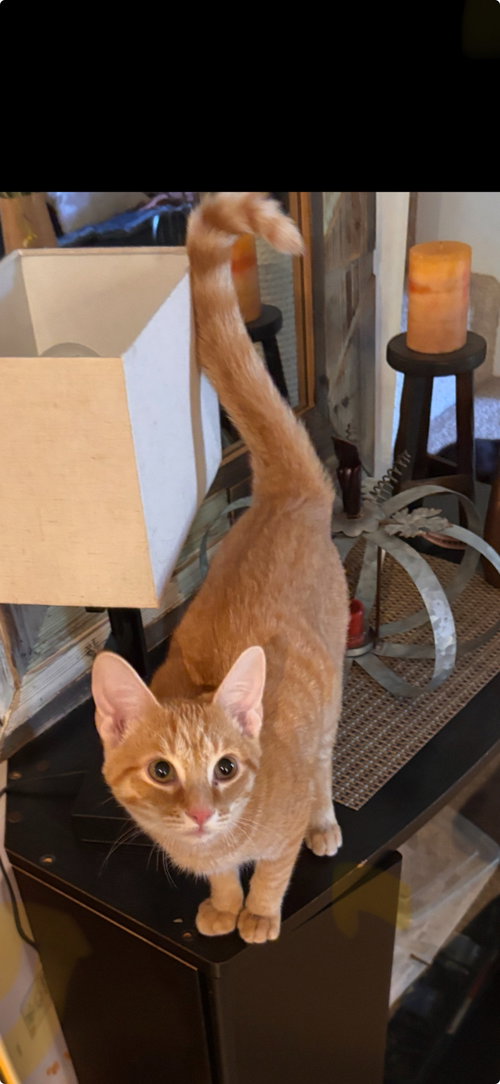 Simonn (must be adopted with Alvin)