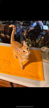 Simonn (must be adopted with Alvin)