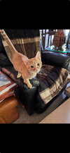 Simonn (must be adopted with Alvin)