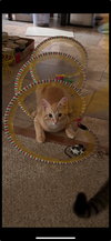 Simonn (must be adopted with Alvin)