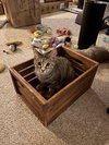 Elliot (must be adopted with Persey)