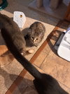 Elliot (must be adopted with Persey)
