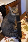 Persey (Must be adopted with Elliot)