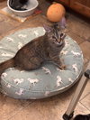 Persey (Must be adopted with Elliot)