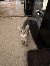 Persey (Must be adopted with Elliot)