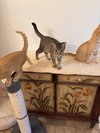 Persey (Must be adopted with Elliot)