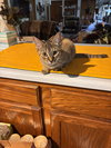 Susie (must be adopted with Theodore)