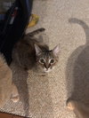 Susie (must be adopted with Theodore)