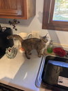 Susie (must be adopted with Theodore)