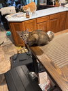 Susie (must be adopted with Theodore)
