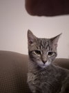 Dovie