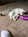 Aria (aka Ari)