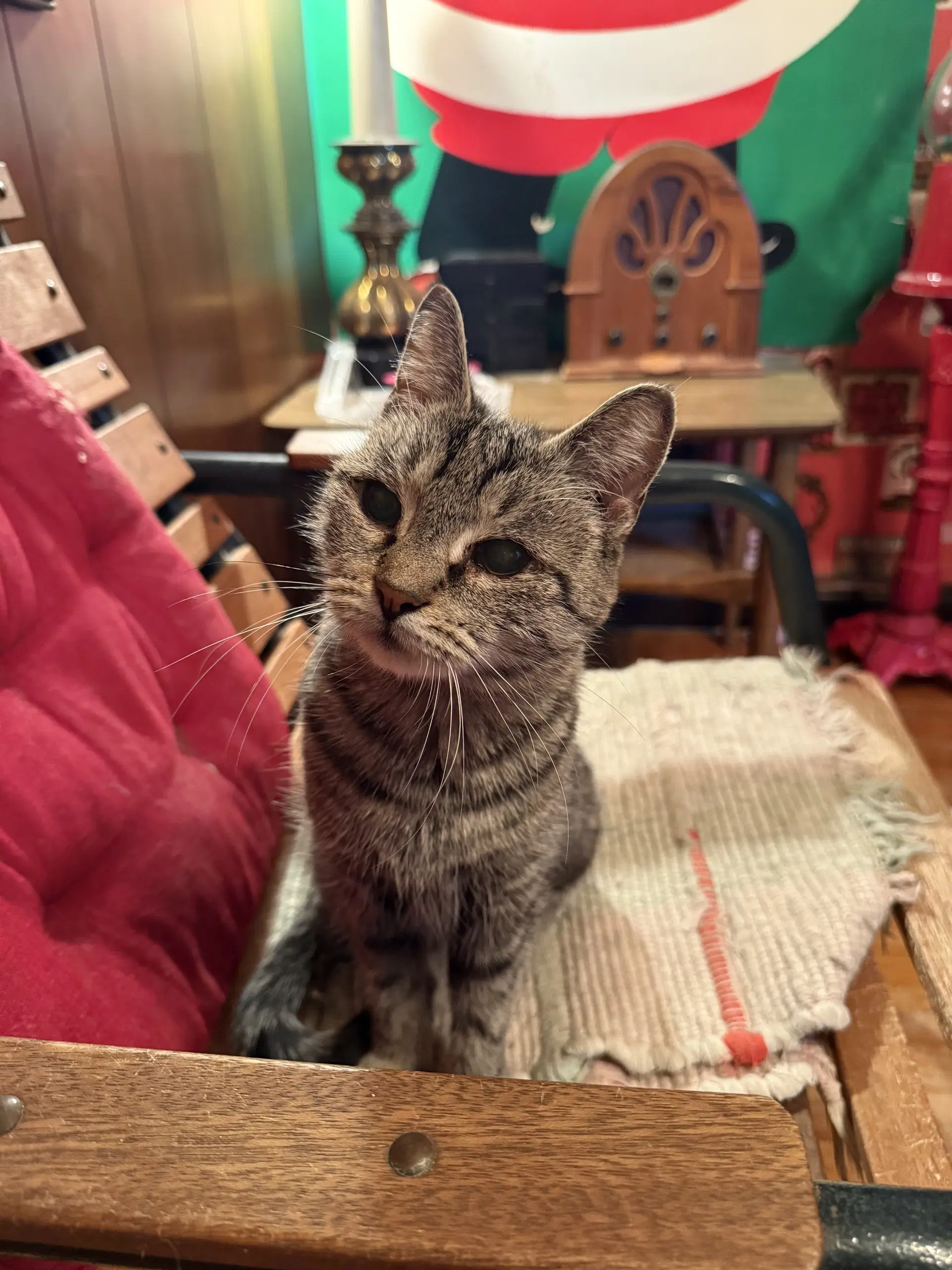 Crystal - Domestic Short Hair