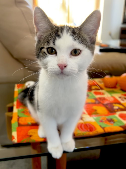 Nutmeg (MUST BE ADOPTED WITH SUGAR)