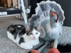 Nutmeg (MUST BE ADOPTED WITH SUGAR)