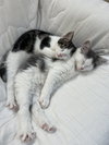 Nutmeg (MUST BE ADOPTED WITH SUGAR)