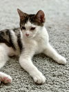 Nutmeg (MUST BE ADOPTED WITH SUGAR)