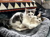 Nutmeg (MUST BE ADOPTED WITH SUGAR)