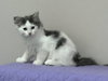 Sugar (MUST BE ADOPTED WITH NUTMEG)