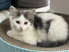 Sugar (MUST BE ADOPTED WITH NUTMEG)