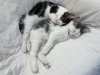 Sugar (MUST BE ADOPTED WITH NUTMEG)