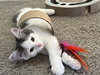 Sugar (MUST BE ADOPTED WITH NUTMEG)
