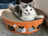 Sugar (MUST BE ADOPTED WITH NUTMEG)