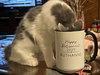 Sugar (MUST BE ADOPTED WITH NUTMEG)