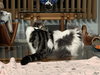 Sugar (MUST BE ADOPTED WITH NUTMEG)