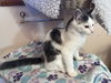 Sugar (MUST BE ADOPTED WITH NUTMEG)