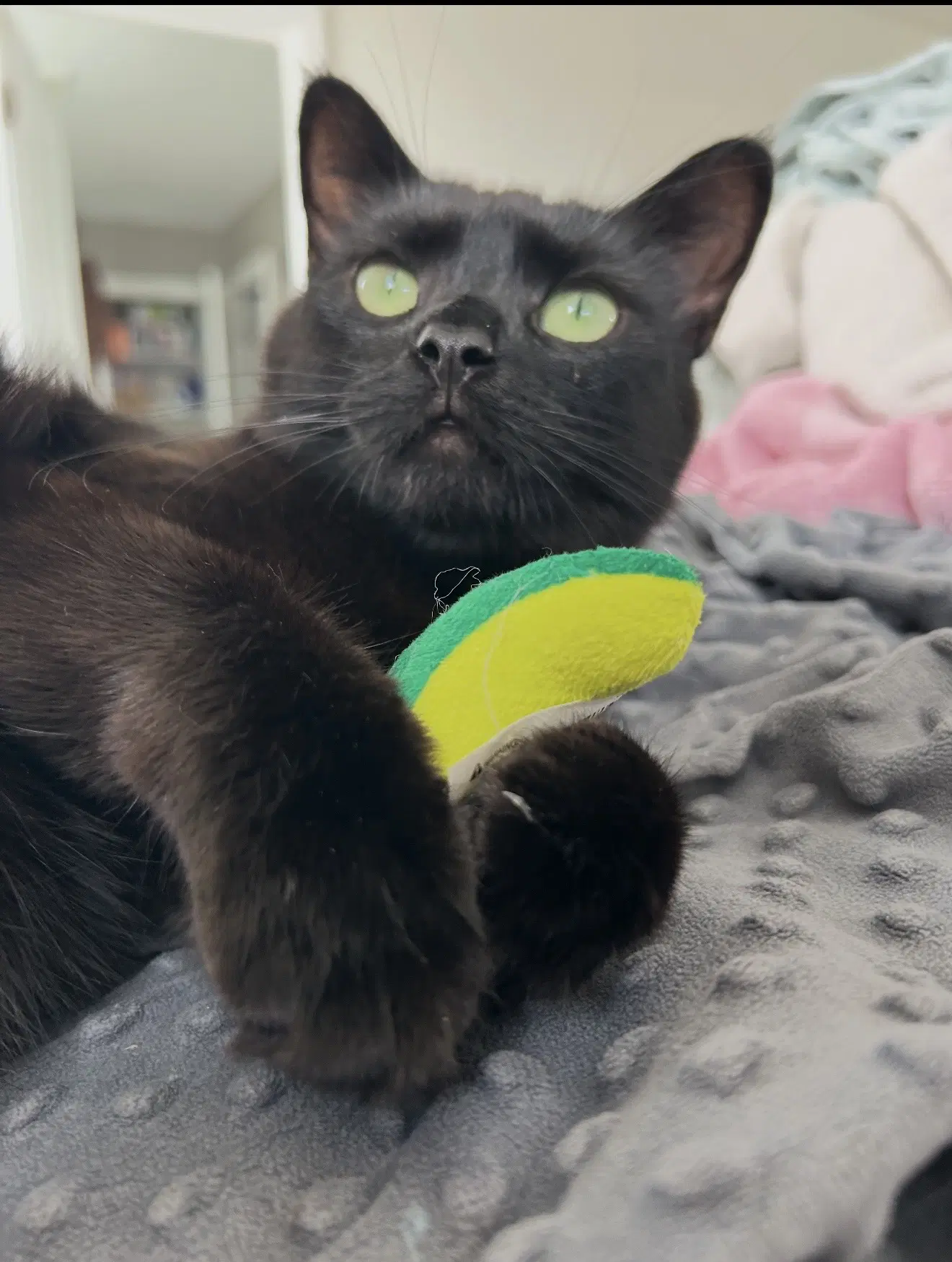 Wednesday - Domestic Short Hair