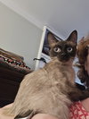 Maybelle