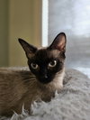 Maybelle