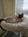 Maybelle