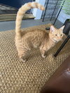 Chauncey