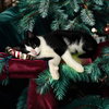 Vagabond