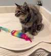 Siana (Must Be Adopted With Kenai)
