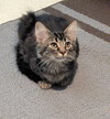 Siana (Must Be Adopted With Kenai)